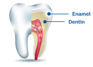 layers of a tooth